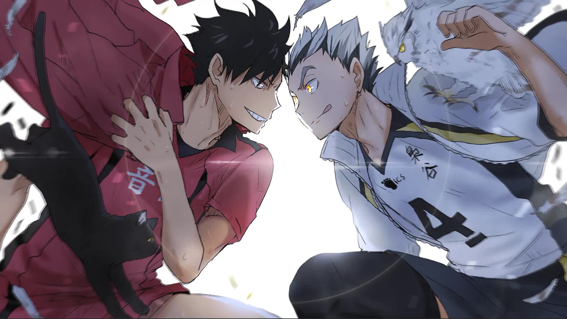 Kuro And Bokuto - Haikyuu!! Anime Live Wallpaper