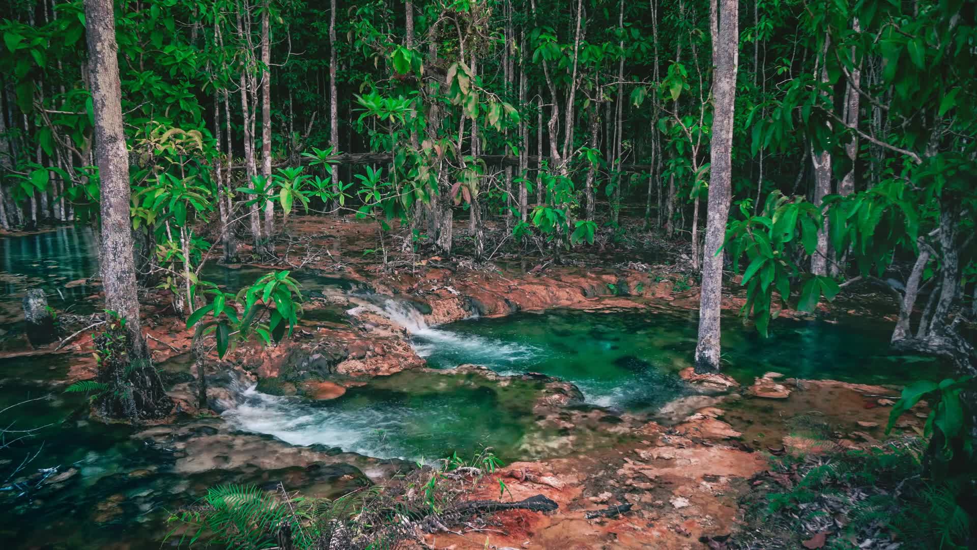 Forest River Thailand HD Live Wallpaper