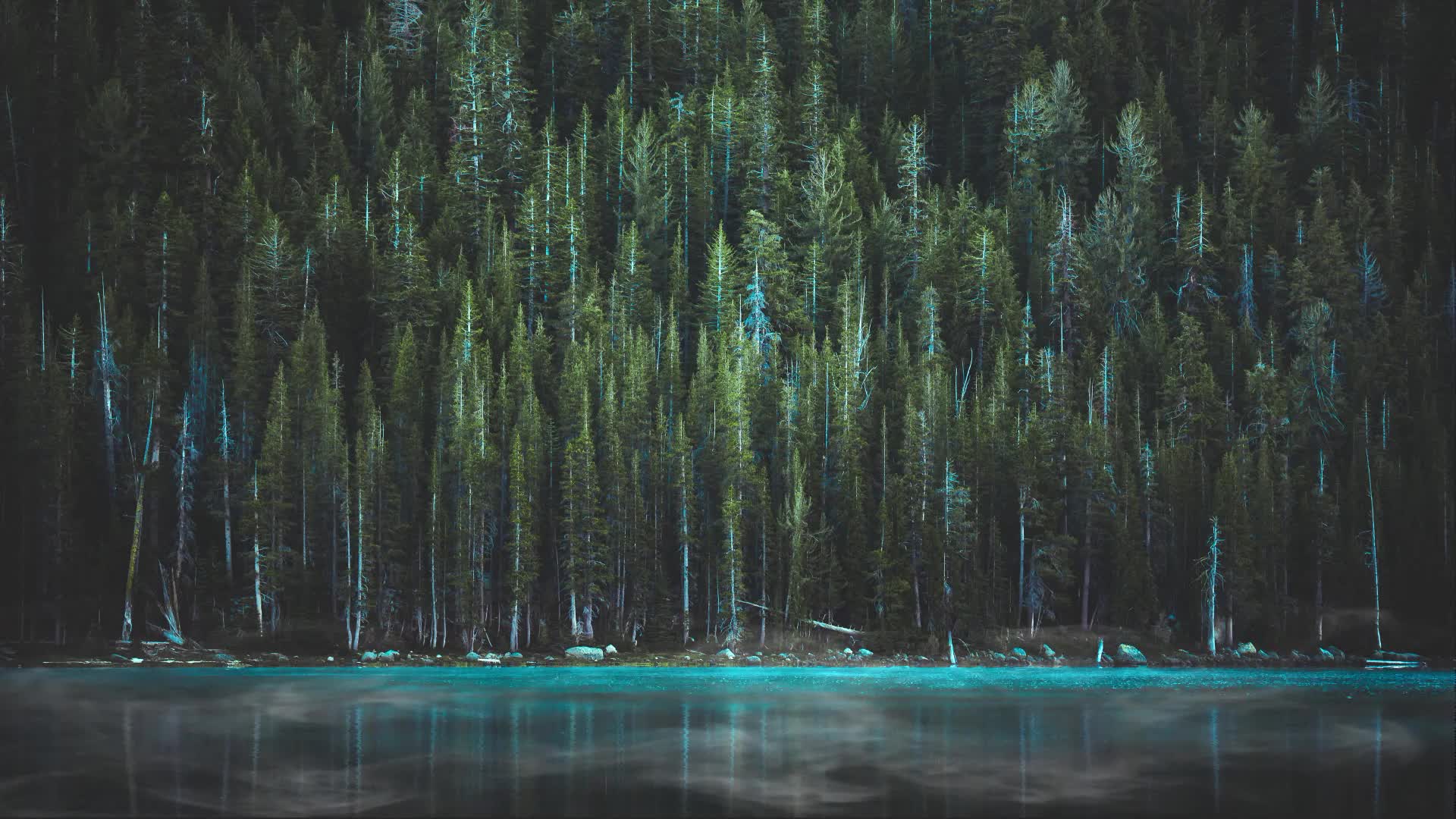 In To The Woods Animated Desktop Background