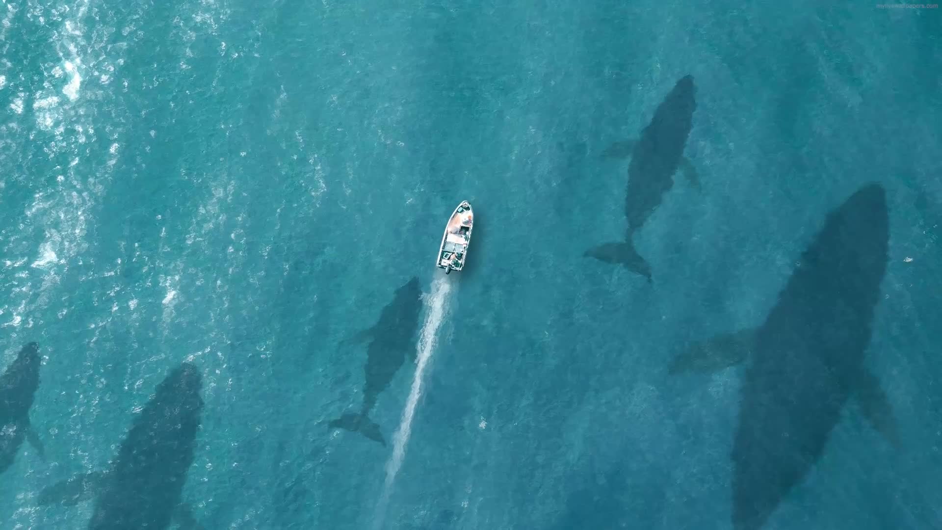 PC Animated Chasing Whales Live Wallpaper