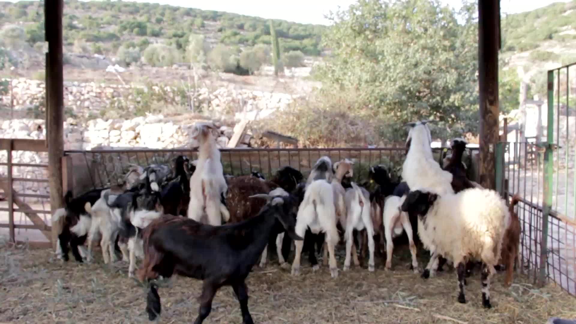 Goat With The Wind PC Live Wallpaper