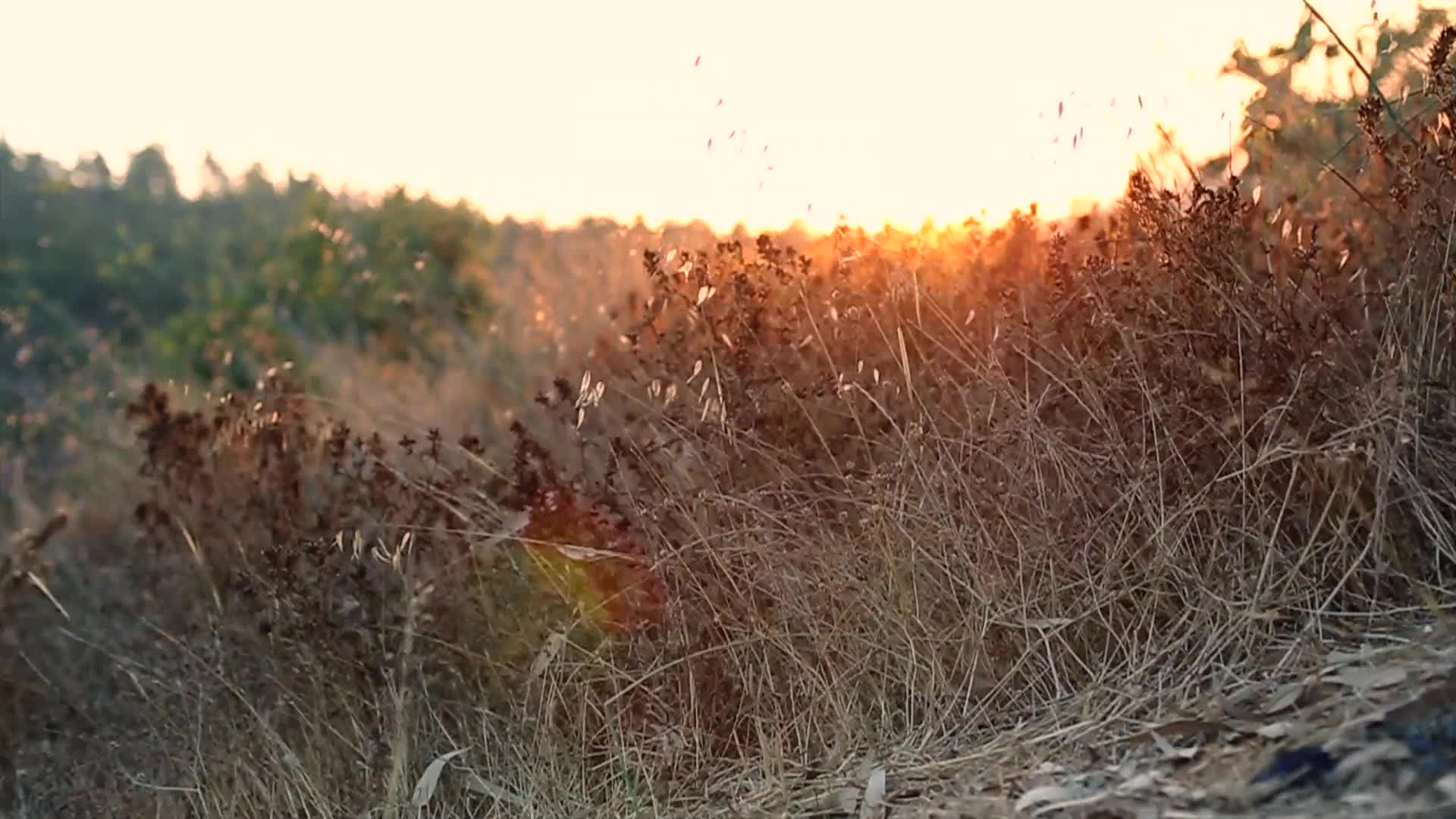 Nature Sunset Windows Animated Wallpaper