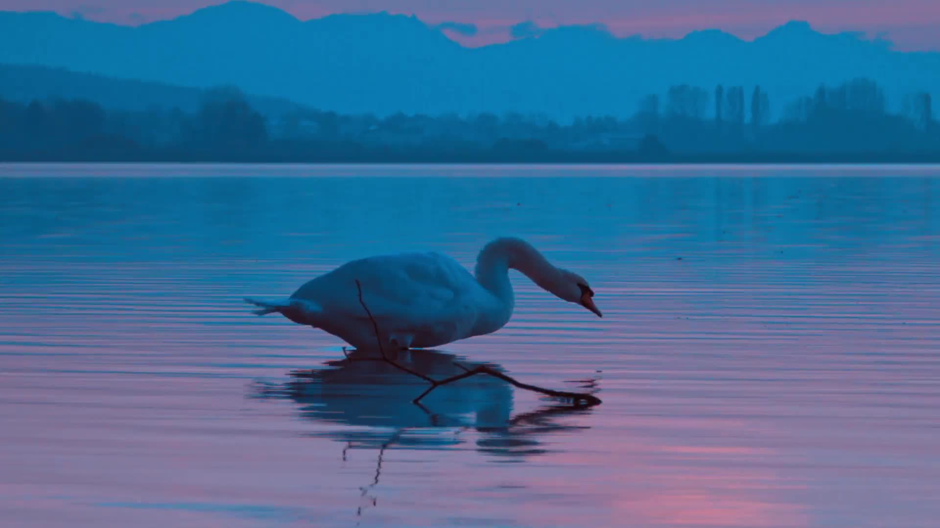 One Swan PC Live Wallpaper