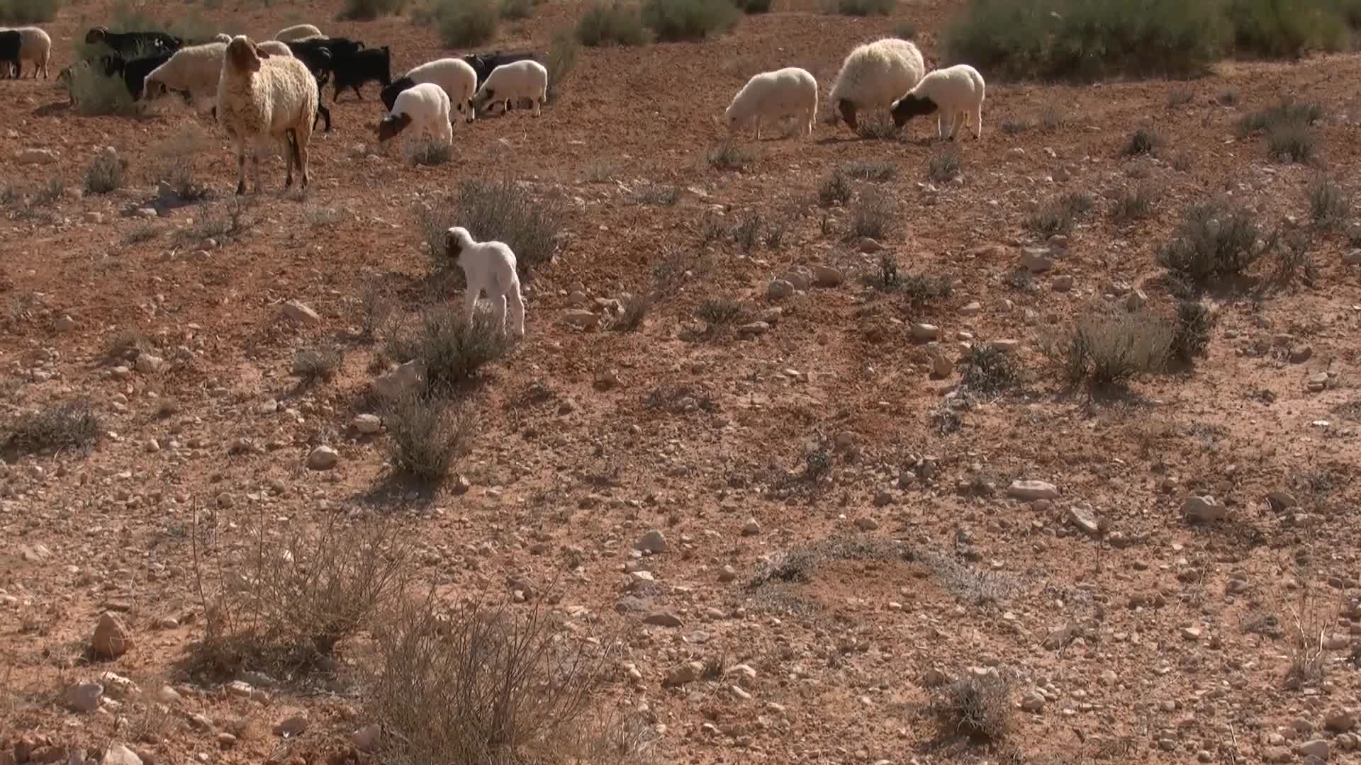 Sheep Windows Animated Wallpaper