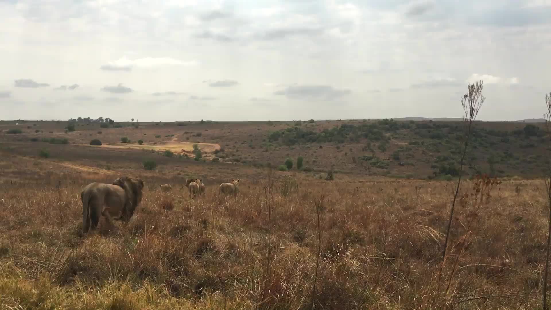 The King PC Live Wallpaper