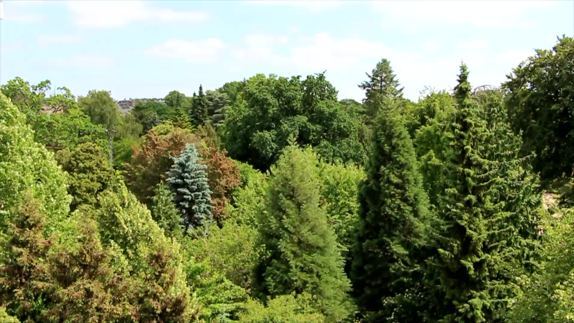 Trees Top Windows Animated Wallpaper