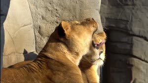 Fondo de Pantalla Animado de León En Manada 🦁 en Movimiento