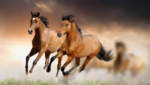 Fondo de Pantalla Animado de Caballo Corriendo 🐴 en Movimiento