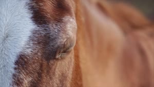 Fondo de Pantalla Animado de Caballo Real 🐴 en Movimiento
