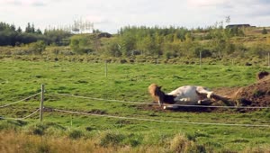 Fondo de Pantalla Animado de Caballo Dando Vueltas 🐴 en Movimiento