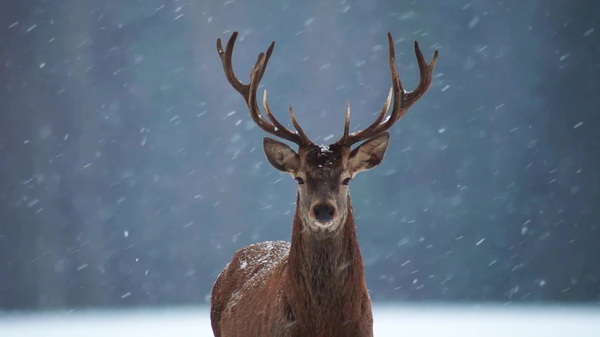 PC Snow Deer Live Wallpaper