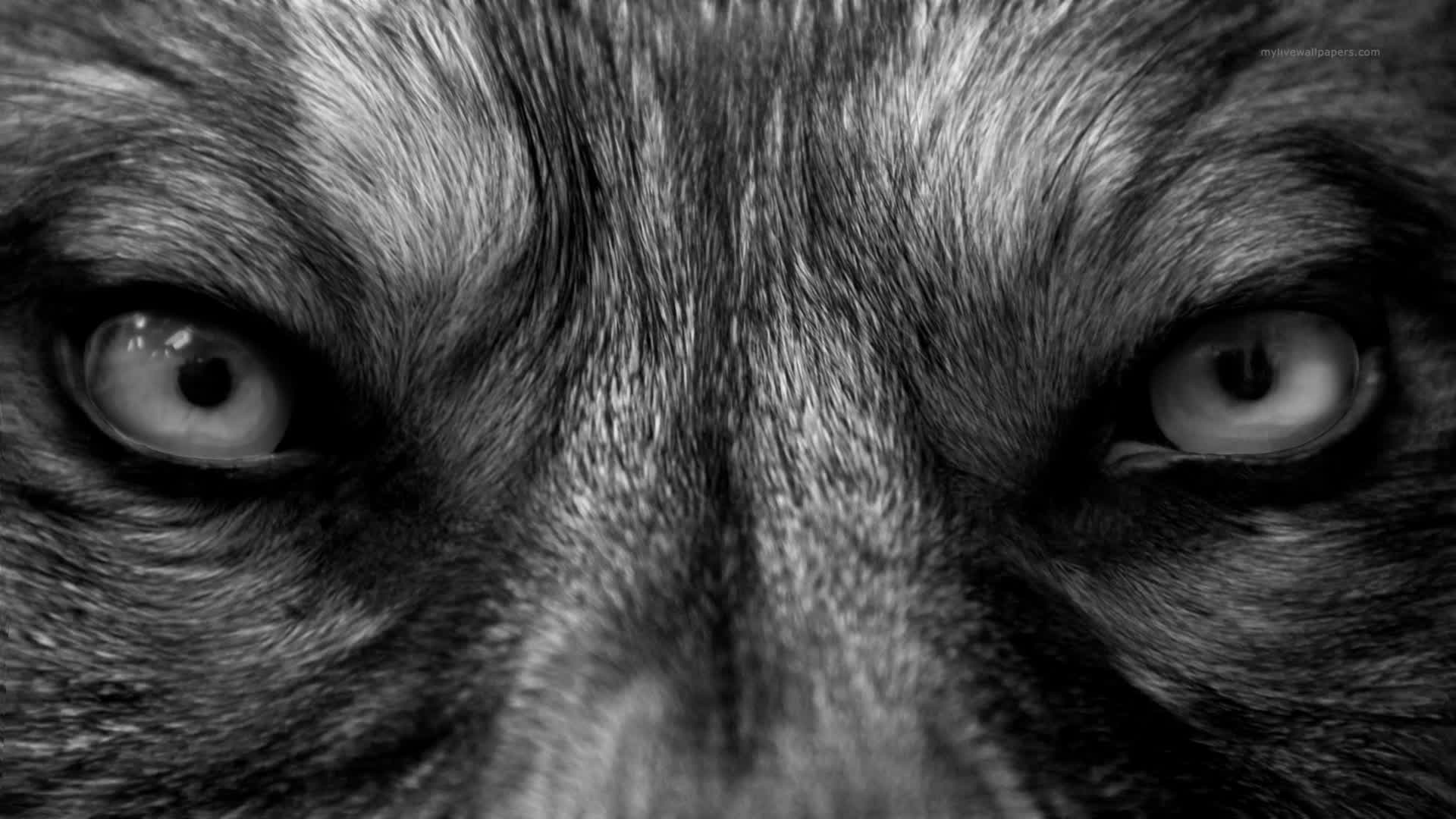 PC Wolf Eyes Live Wallpaper