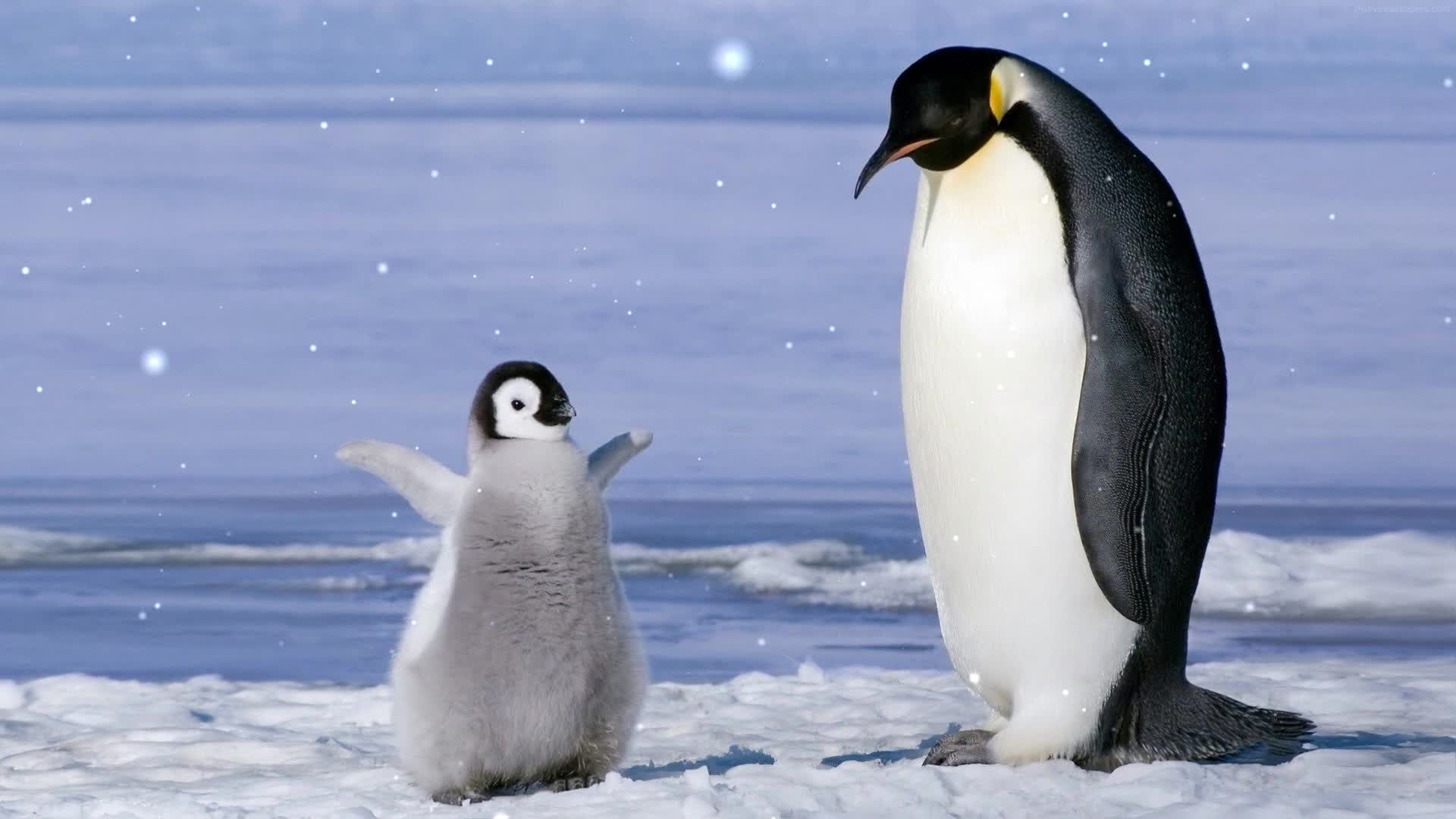 PC Baby Penguin Dance Live Wallpaper Free
