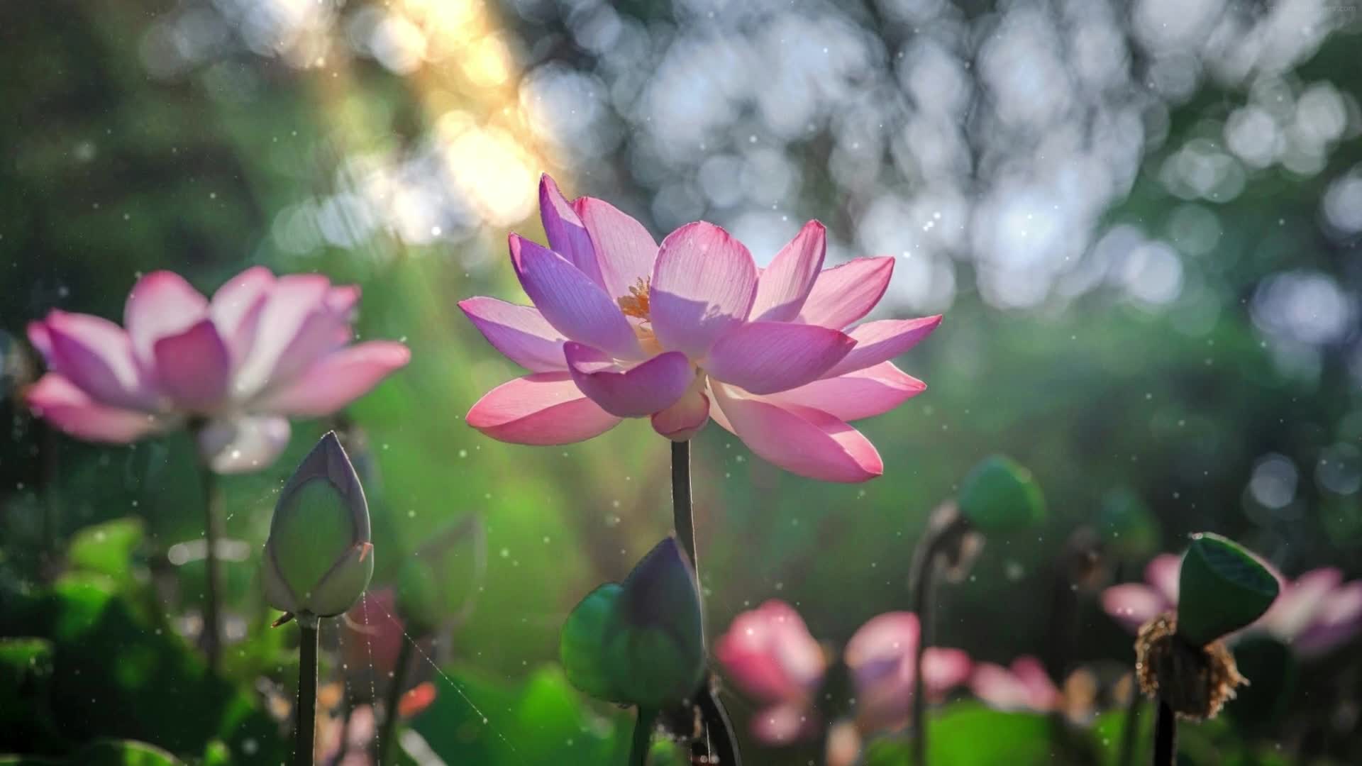 PC Lotus Live Wallpaper Free