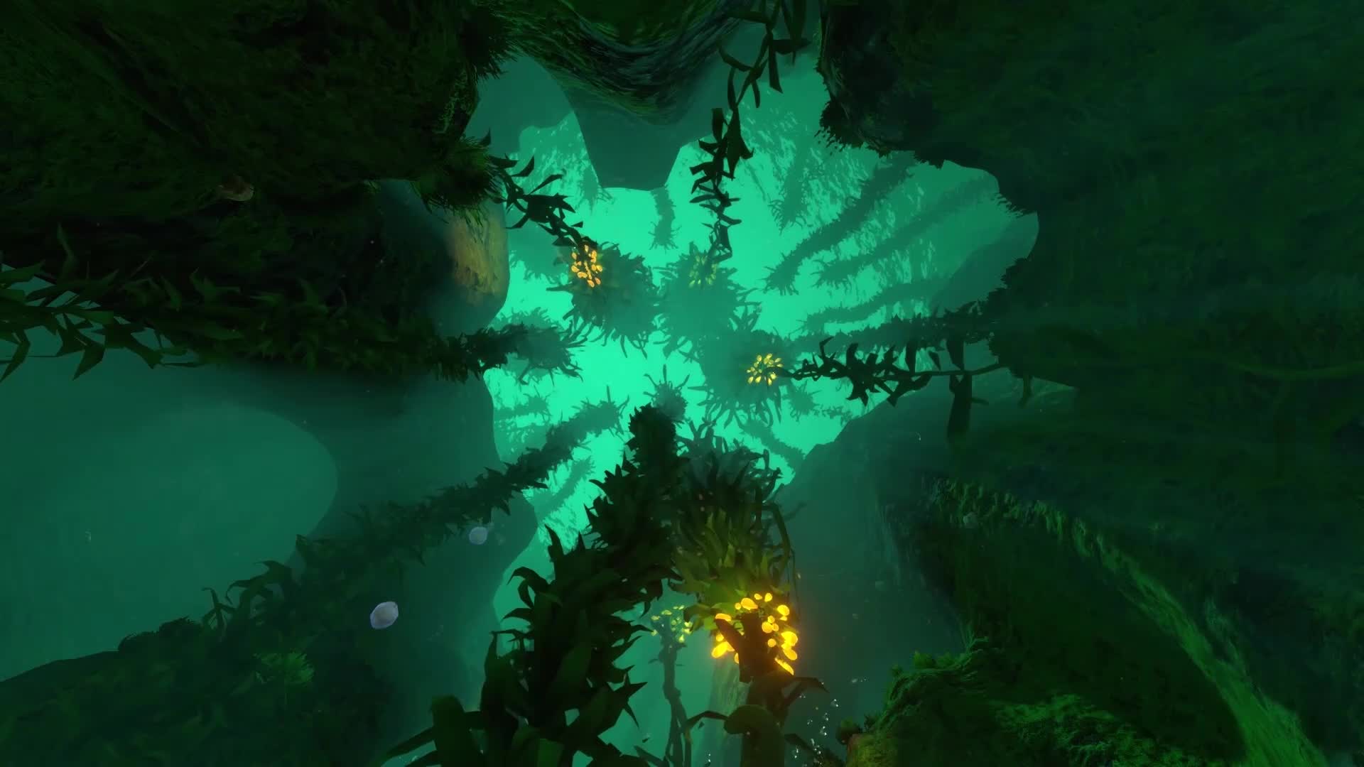PC Kelp Forest Live Wallpaper Free