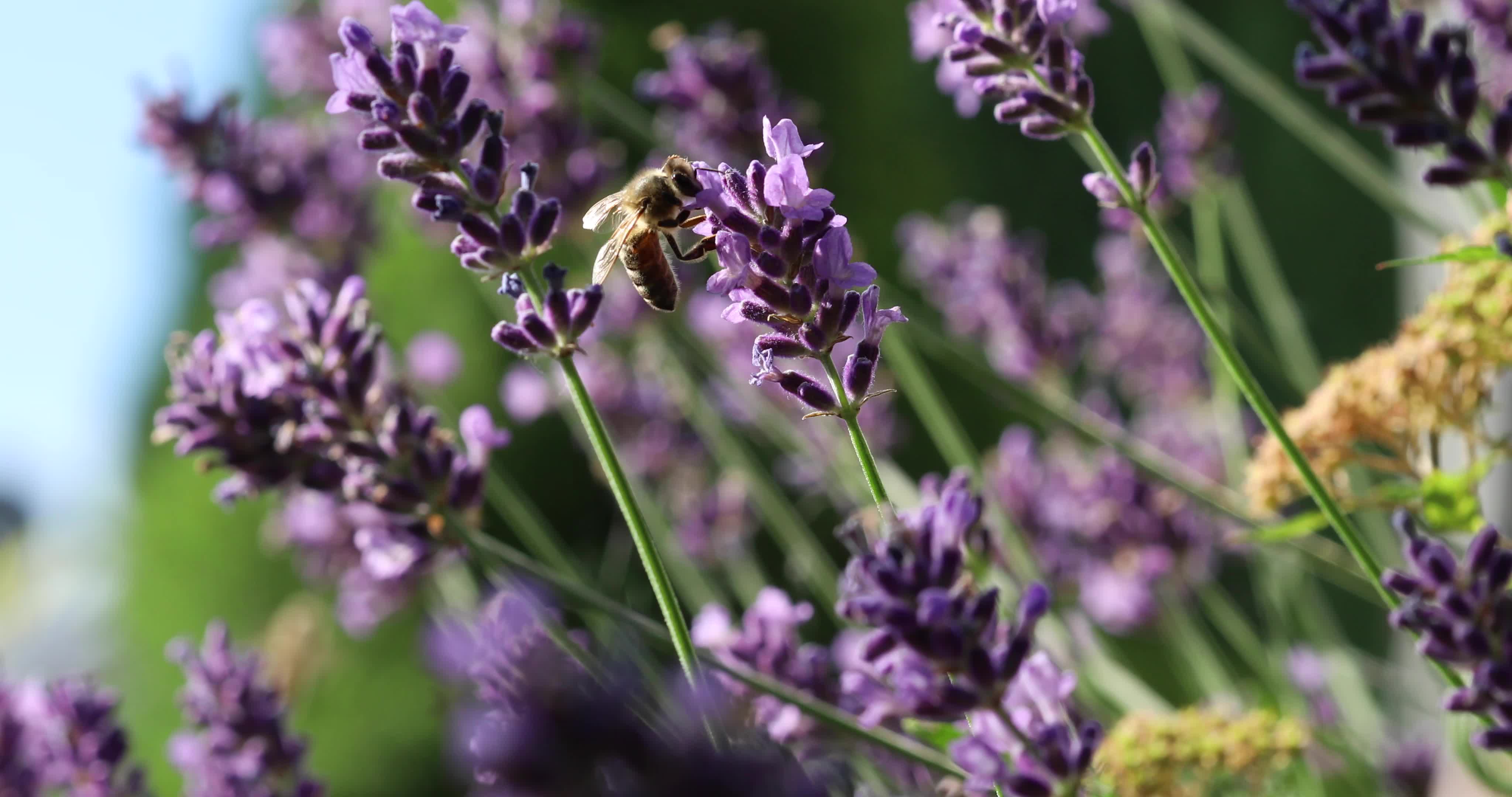 Bee 30470 Original Free Stock Video
