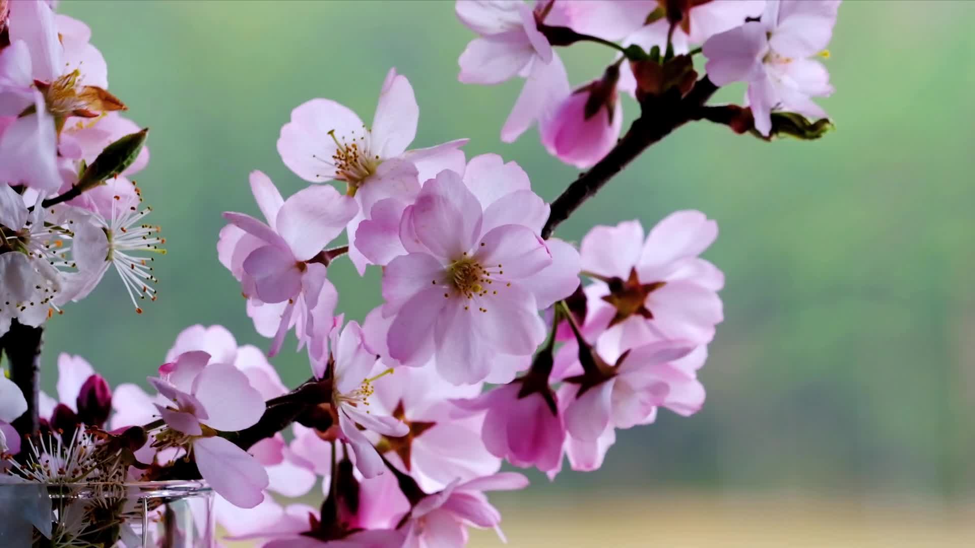 Blossoms 113004 Original Free Stock Video