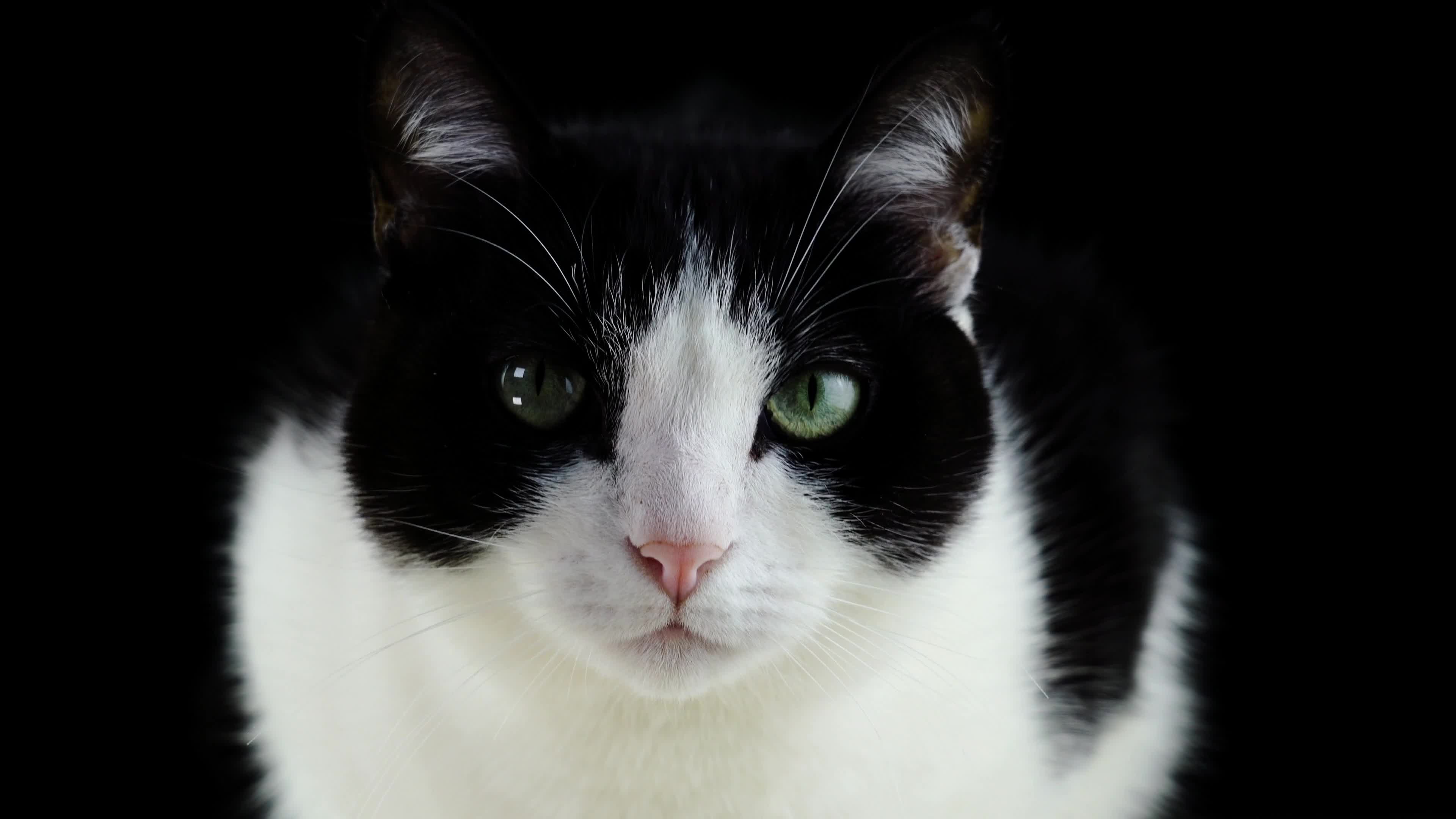 Cat 65438 Original Free Stock Video