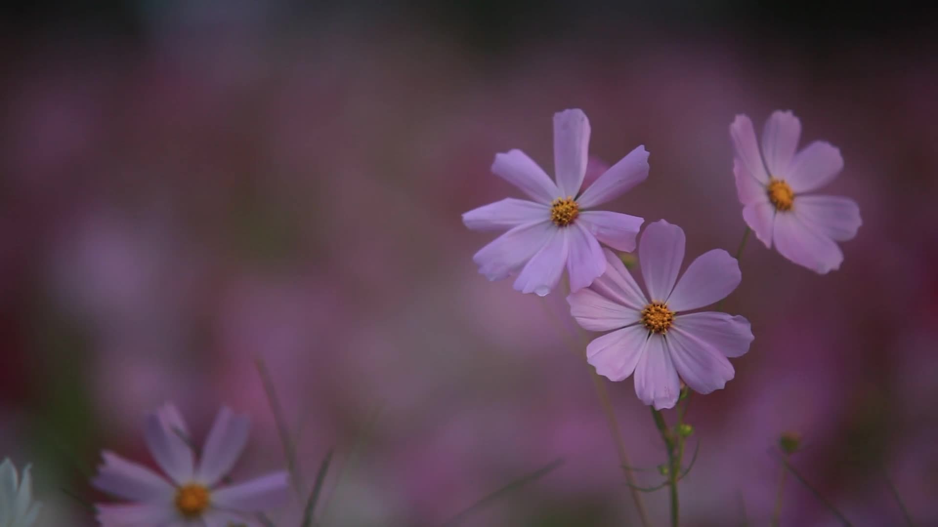 Cosmos 14244 1080p Free Stock Video