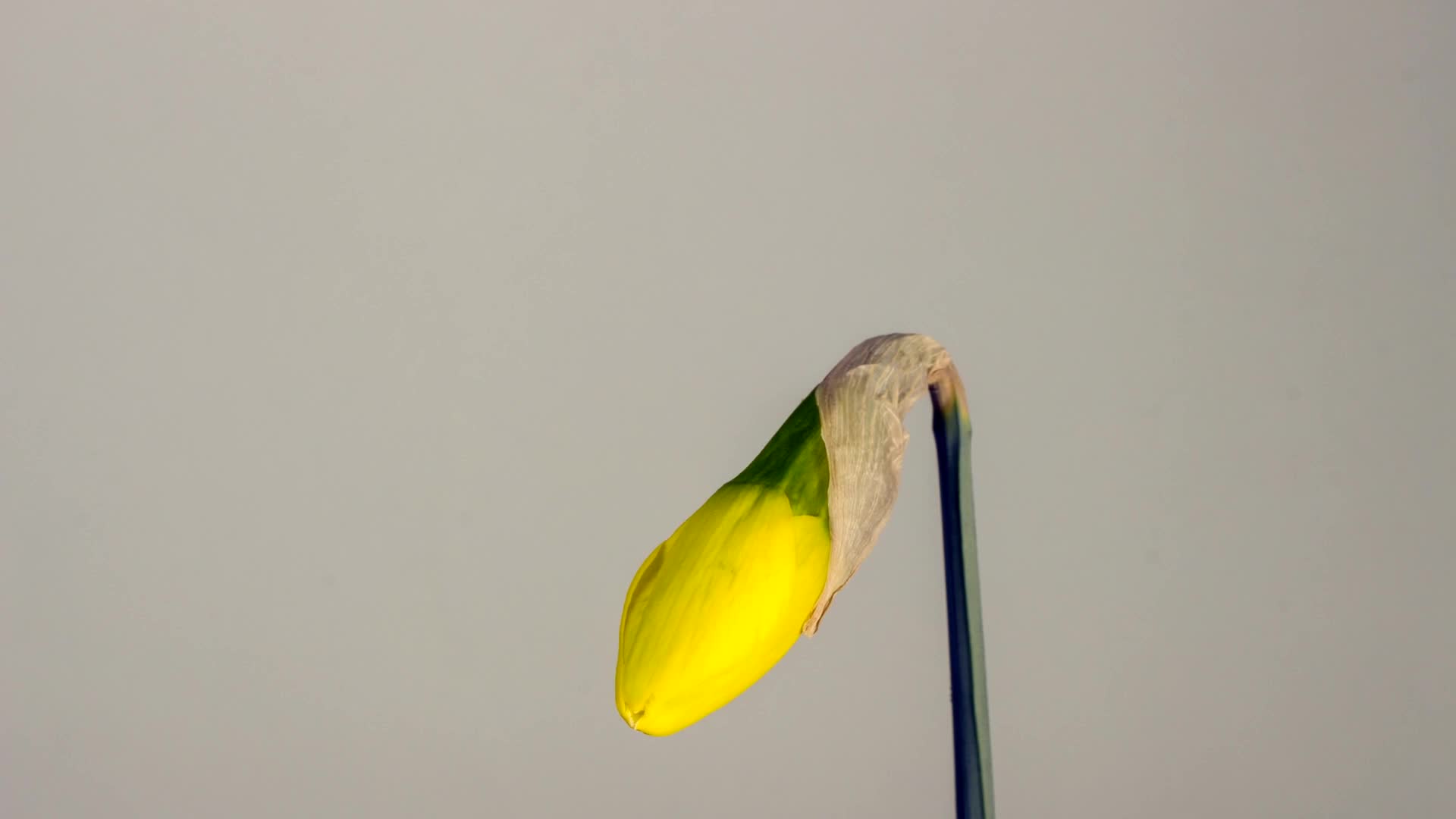 Daffodil 34826 Free Stock Video