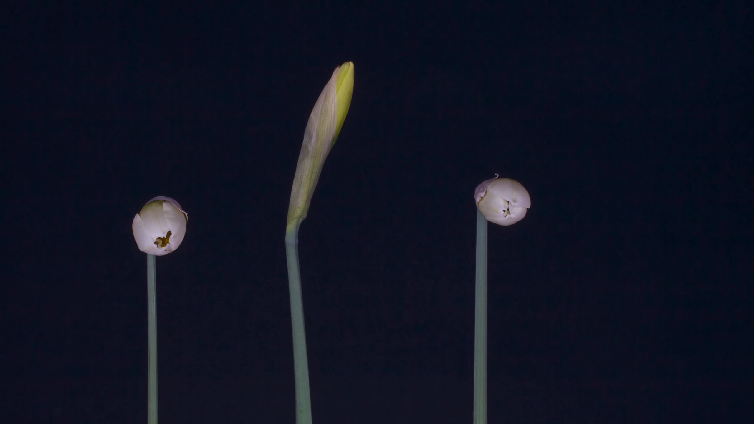 Daffodils 112389 Free Stock Video