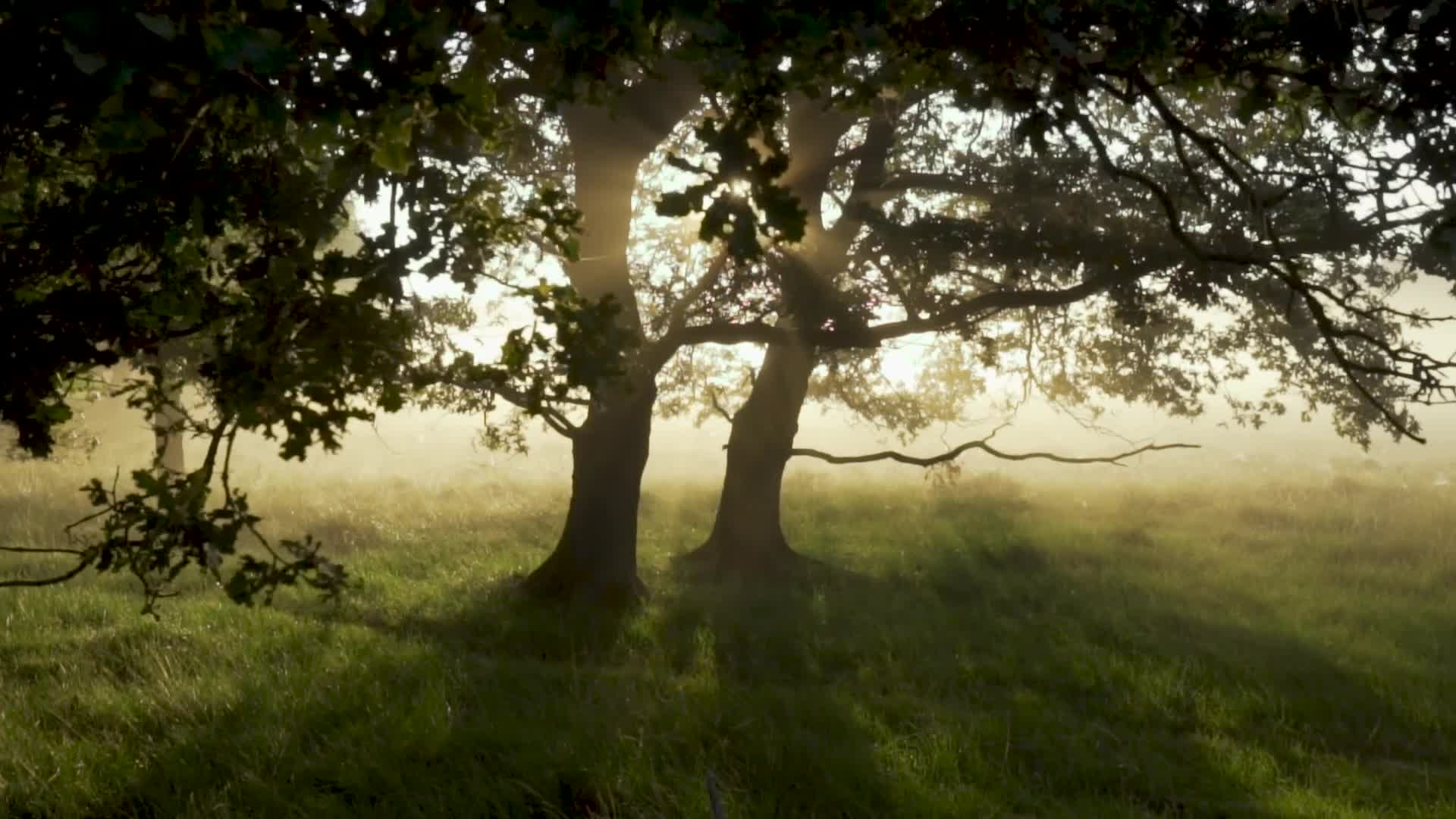 Forest 49981 Original Free Stock Video