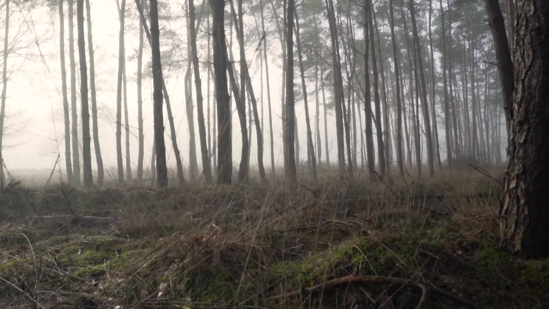 Forest 111101 Original Free Stock Video