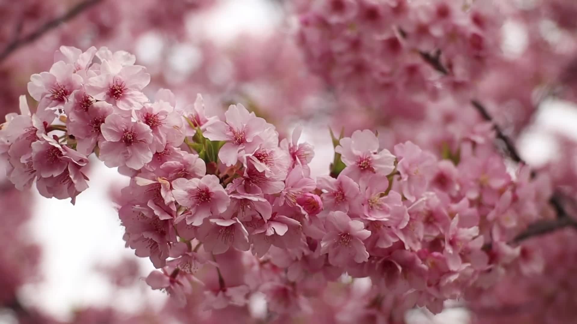Sakura 110790 Original Free Stock Video