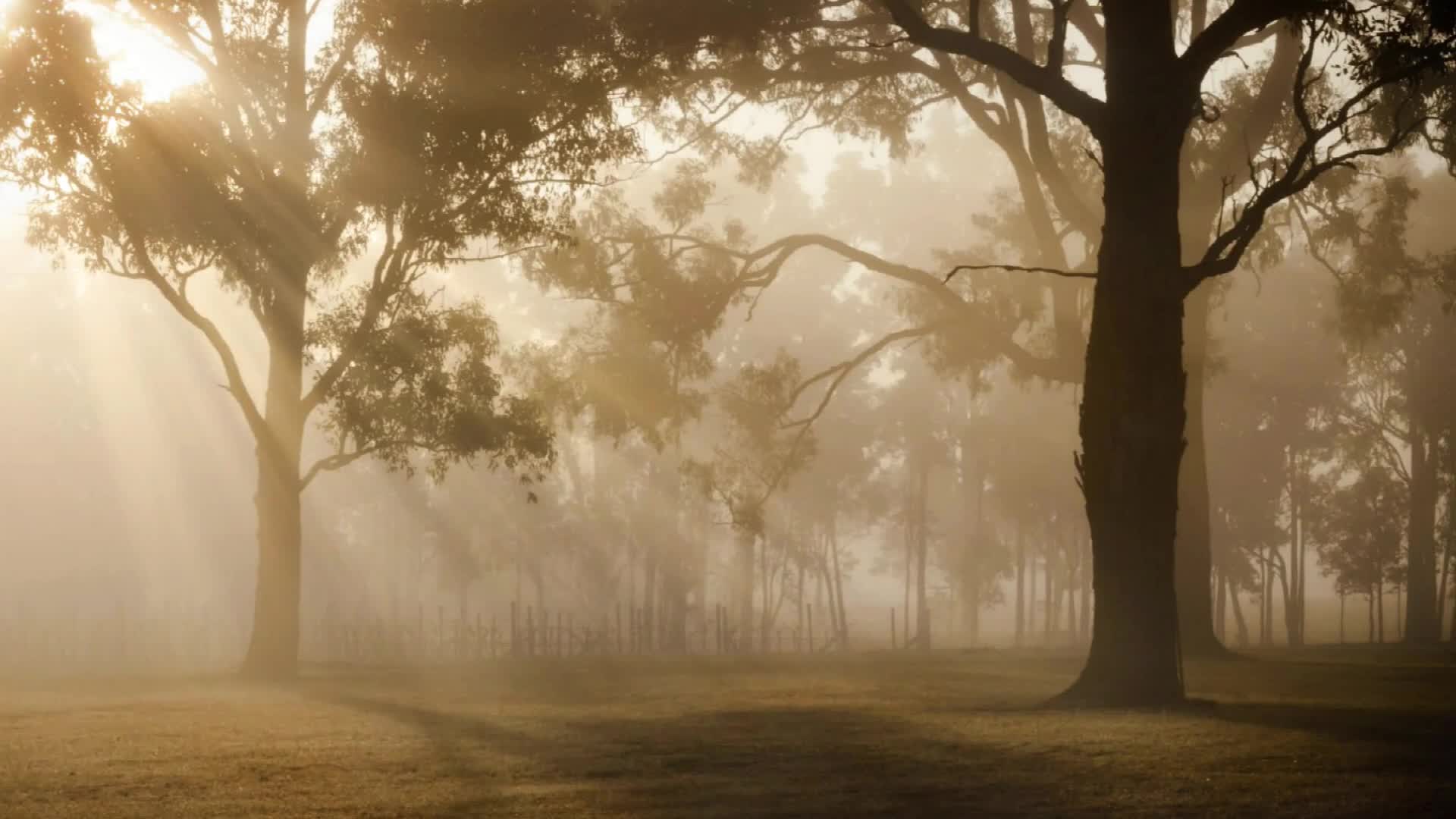 Sunrise 83880 Original Free Stock Video