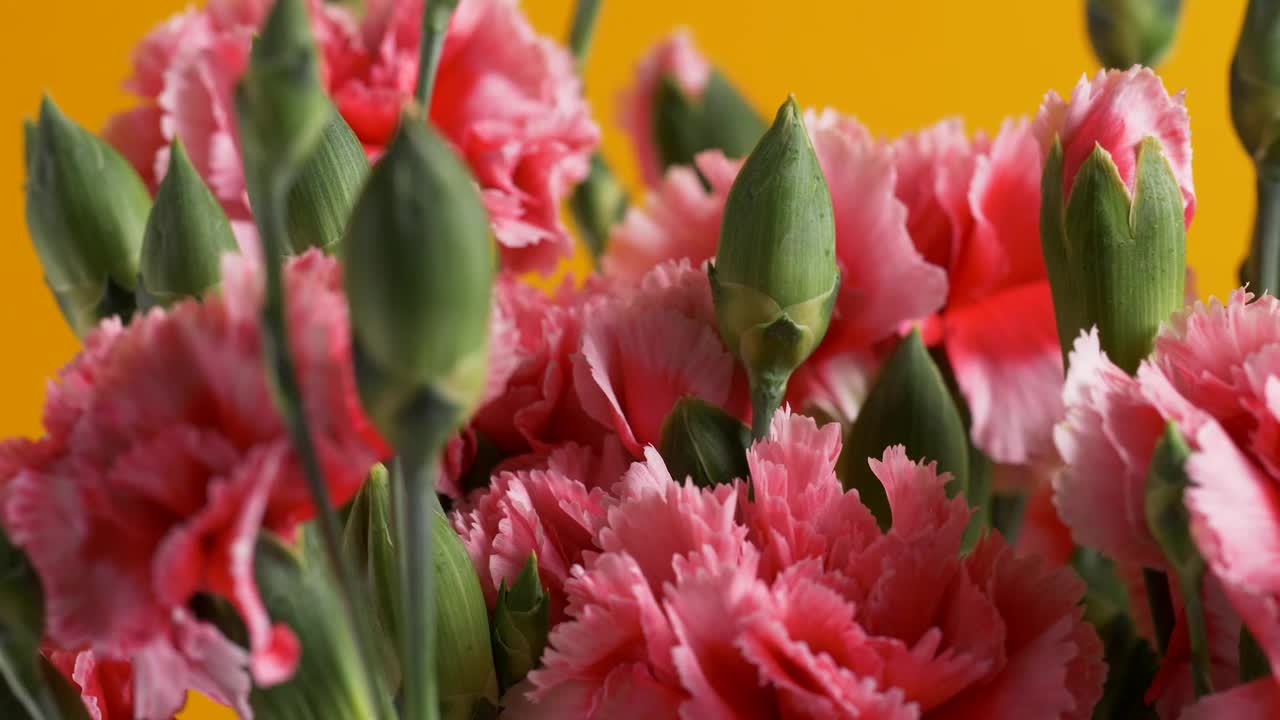 Stock Video A Bouquet Of Pink Flowers Live Wallpaper for PC