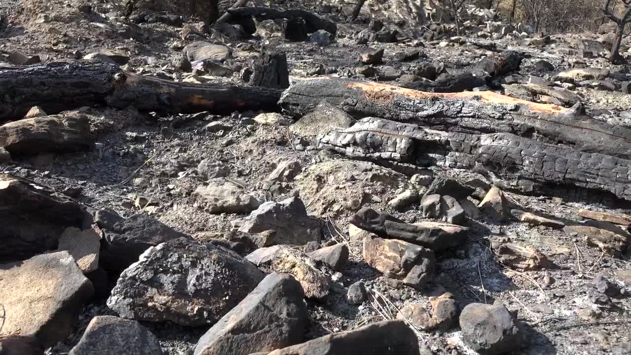 Stock Video A Burned Forest And Ashes Live Wallpaper for PC