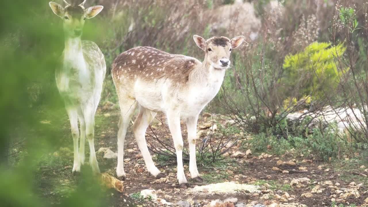 Stock Video A Couple Of Deers In The Wild Live Wallpaper for PC