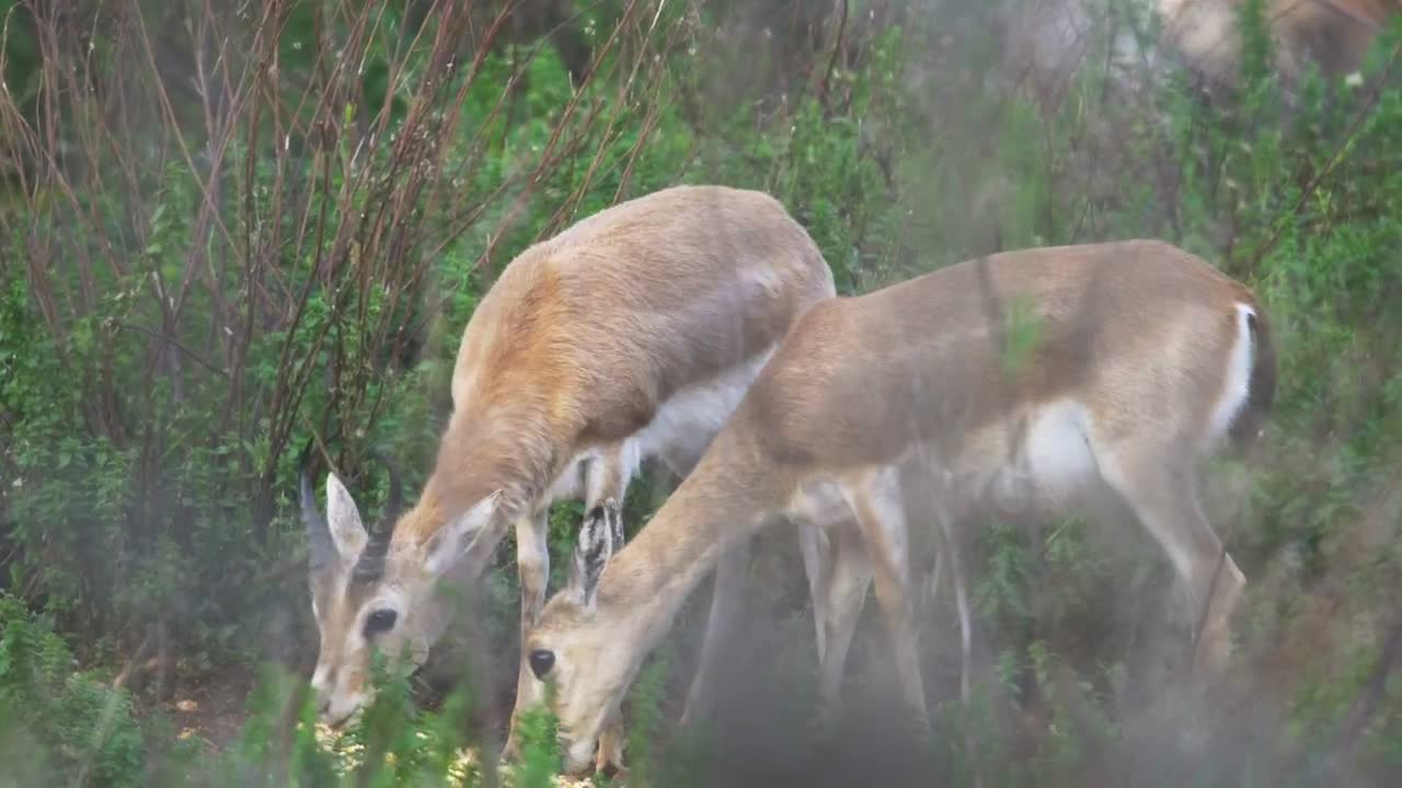 Stock Video A Couple Of Gazelles In The Wild Live Wallpaper for PC