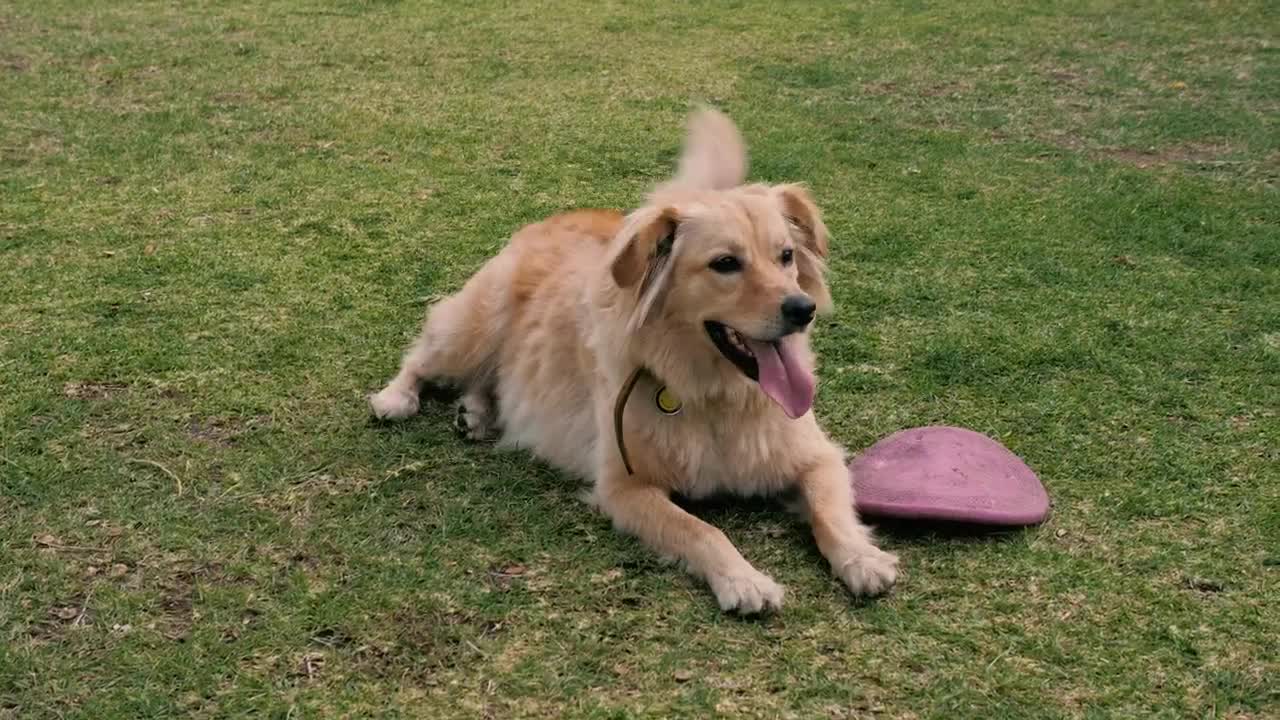 Stock Video A Dog Resting On The Grass Next To A Dog Live Wallpaper for PC