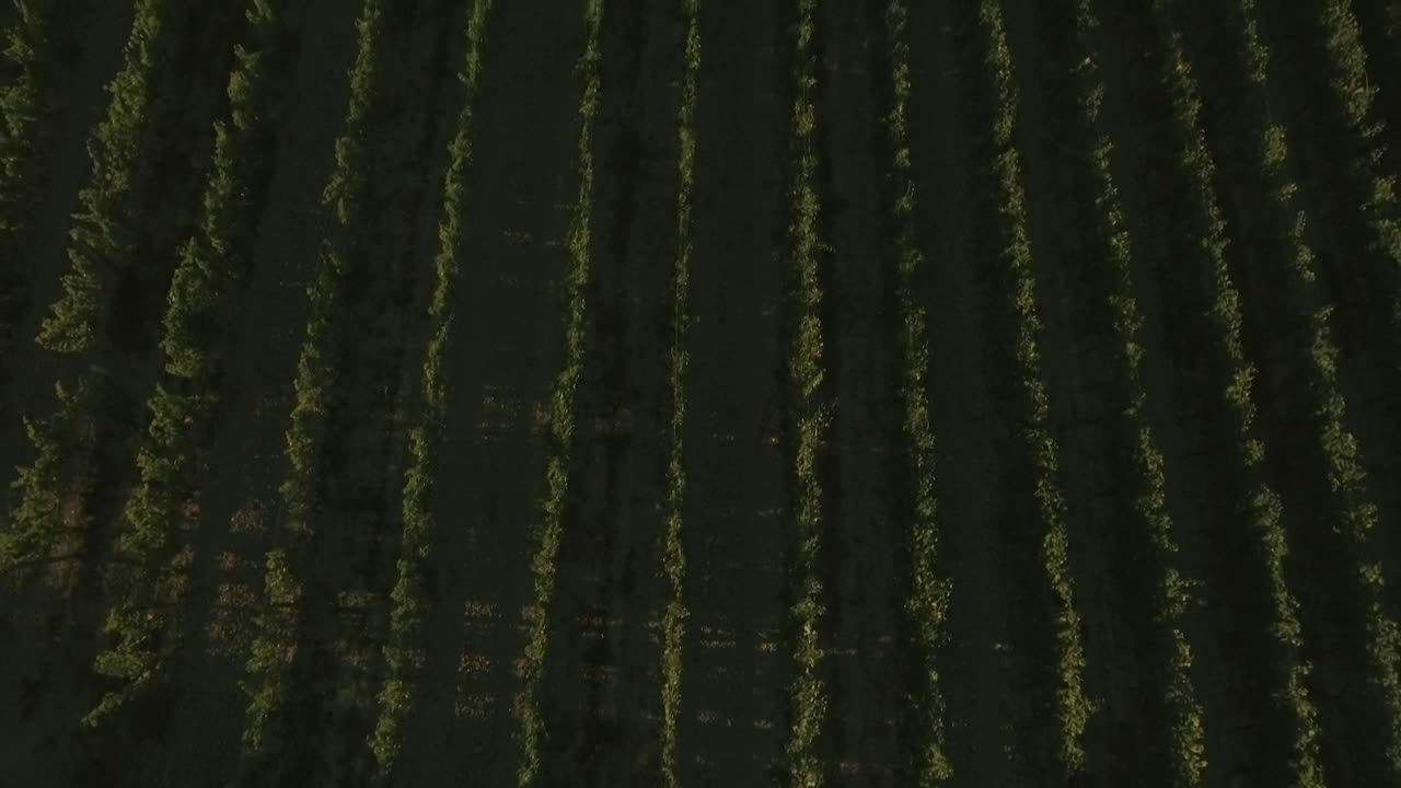 Stock Video Aerial Footage Of A Vineyard Live Wallpaper for PC