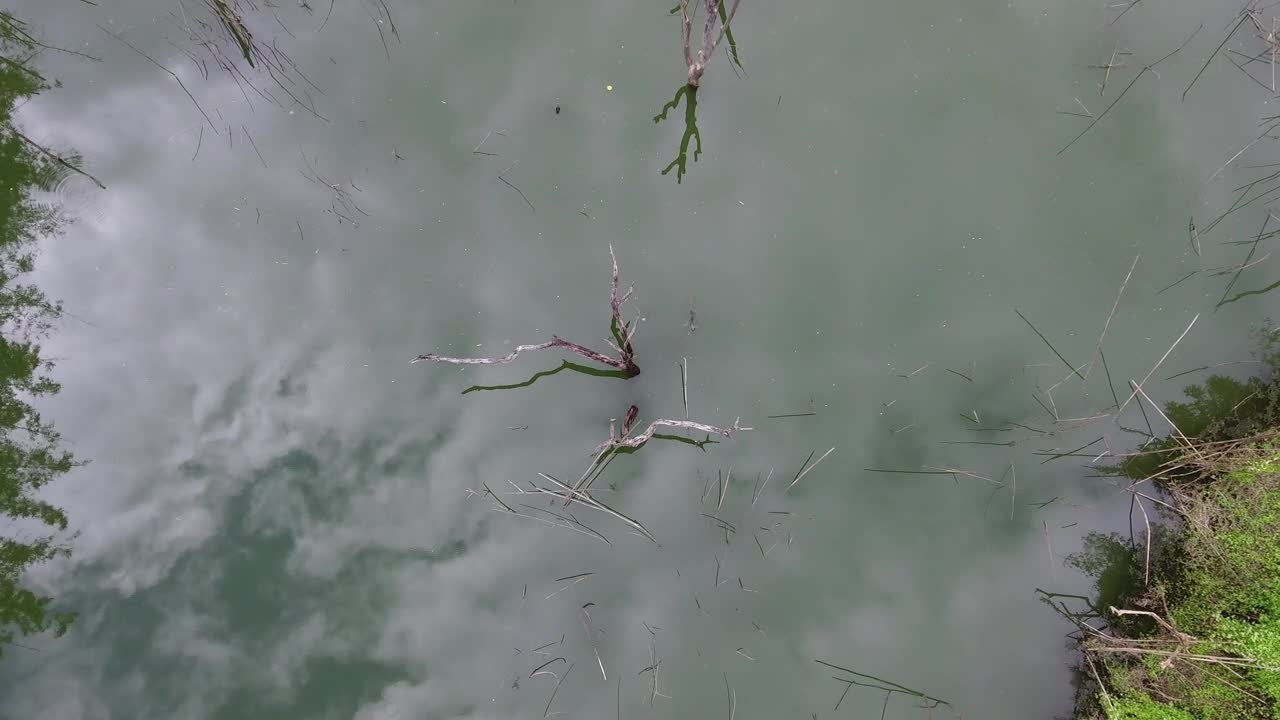 Stock Video Aerial Top Shot Of A Swamp In The Jungle Live Wallpaper for PC