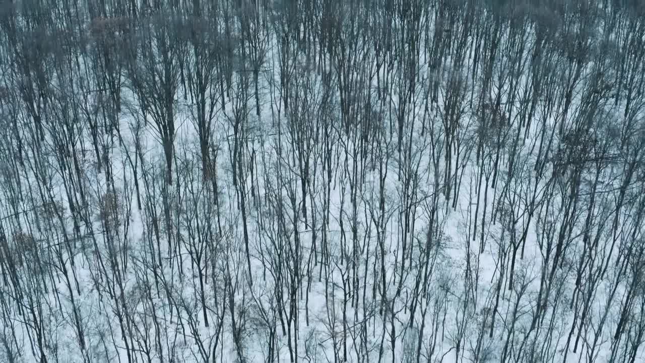 Stock Video Aerial Tour Above A Snowy Forest Live Wallpaper for PC