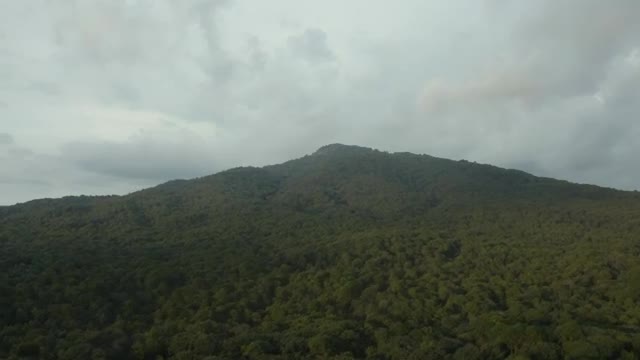 Stock Video Aerial Tour Through A Large Forest That Covers A Mountain Live Wallpaper for PC