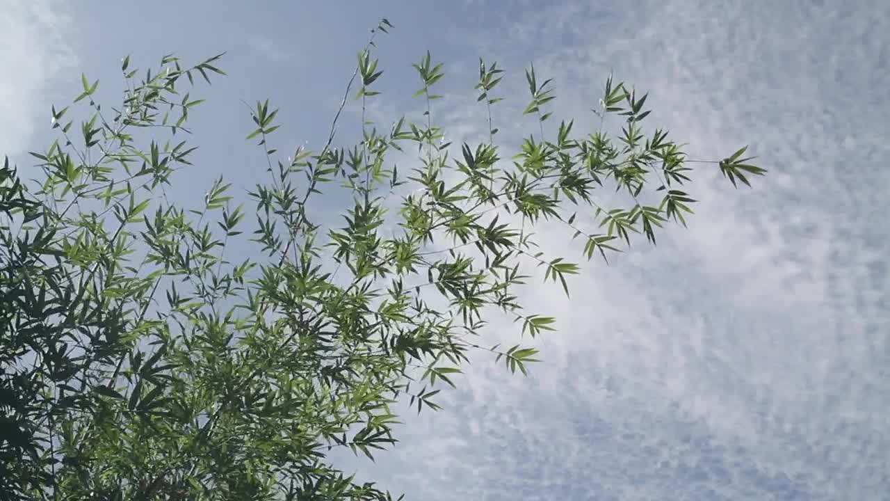 Stock Video Bamboo Moving In The Breeze Live Wallpaper For PC