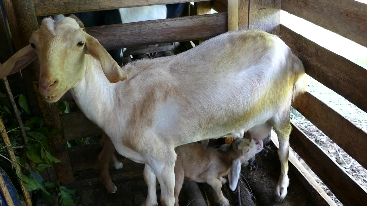Stock Video Baby Goat Drinking Milk From His Mother At The Farm Live Wallpaper For PC