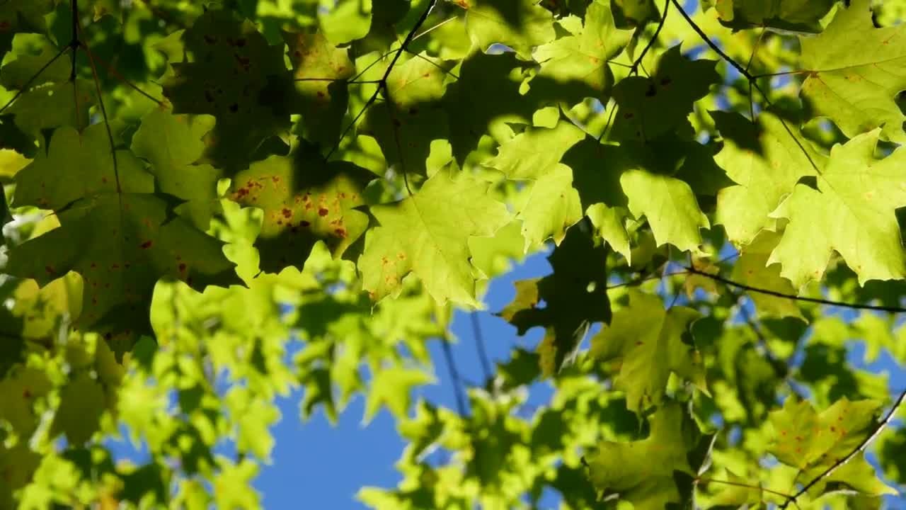 Stock Video Autumn Maple Leaves Being Moved By The Wind Live Wallpaper For PC