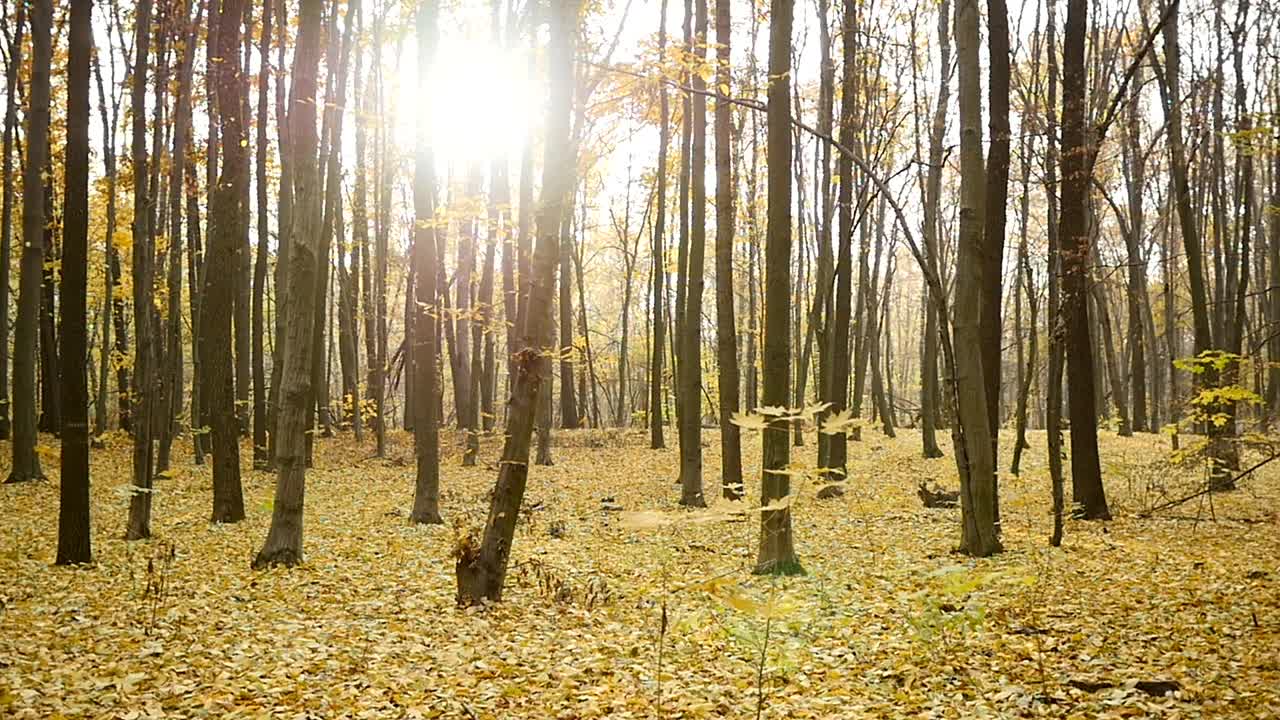 Stock Video Autumn Leaves Falling In The Forest Live Wallpaper For PC