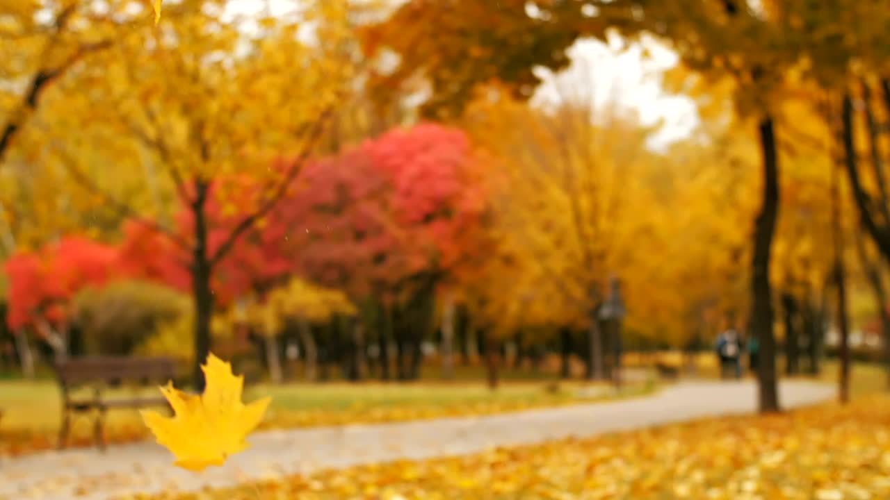 Stock Video Autumn Leaves Falling In A Park Live Wallpaper For PC