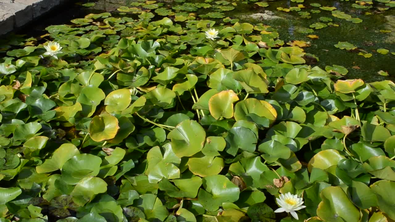Stock Video Artificial Pond In Spain Live Wallpaper For PC
