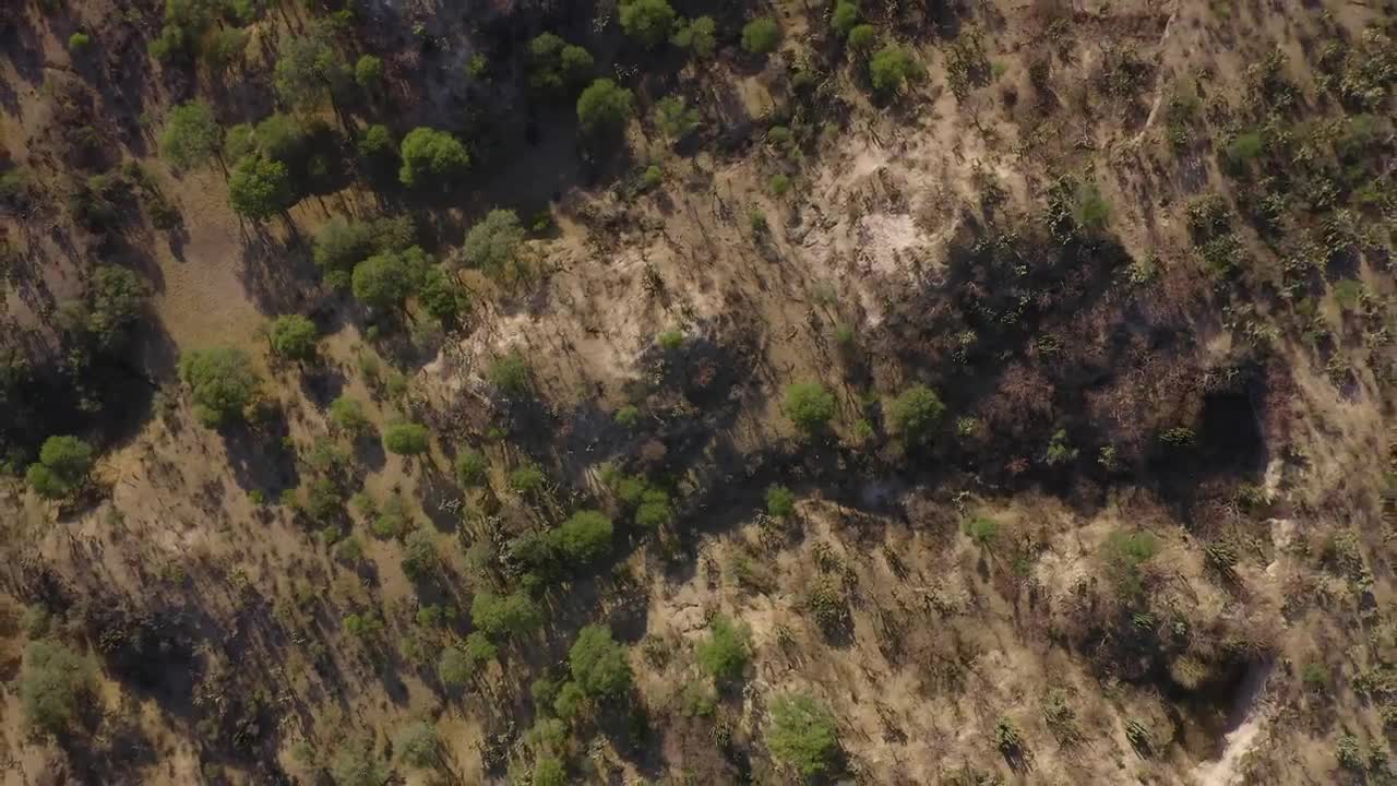 Stock Video Area In The Savanna Aerial Shot Live Wallpaper For PC