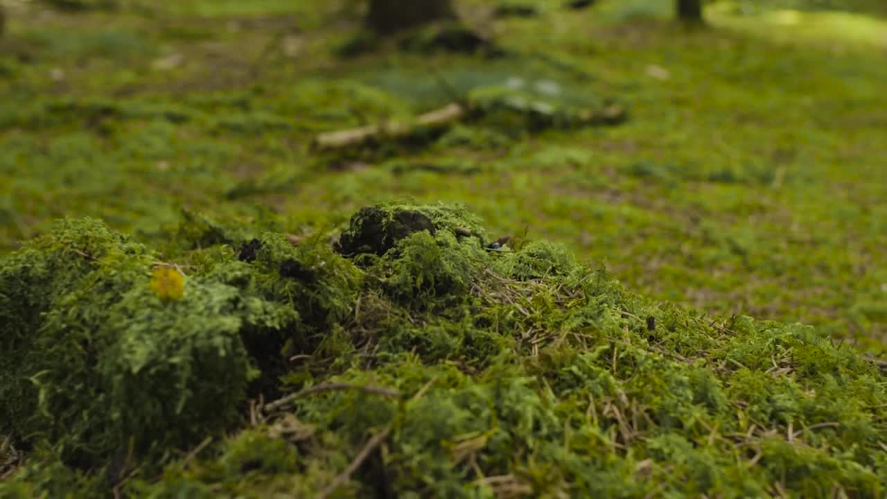 Stock Video Ant Walking Across Grass Live Wallpaper For PC