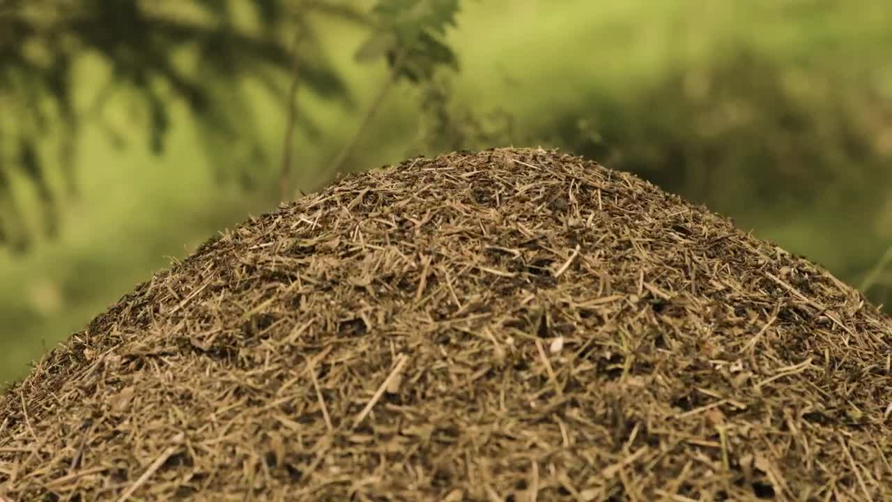Stock Video Ant Nest In The Forest Live Wallpaper For PC