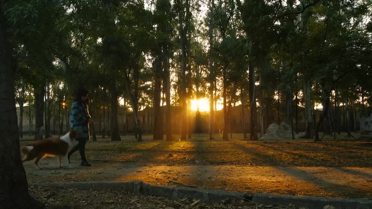 Stock Video A Woman Walks Through A Park With A Dog Live Wallpaper For PC