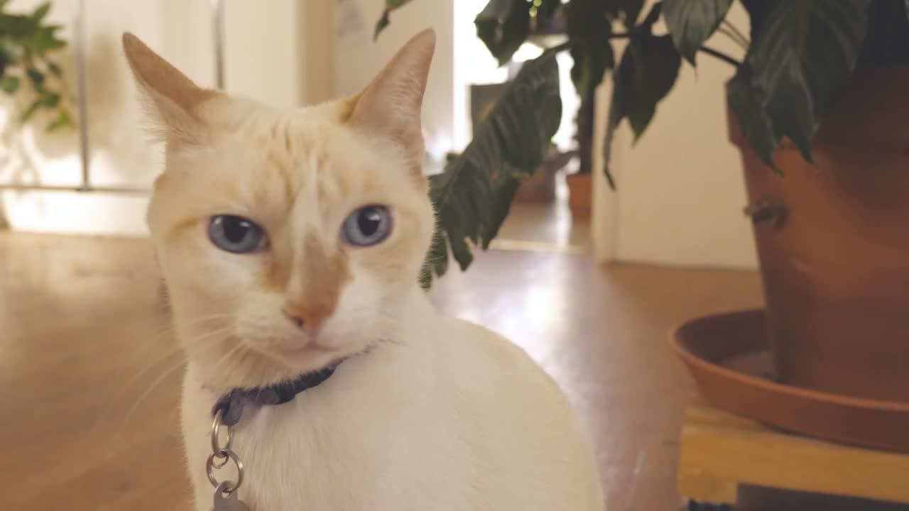 Stock Video A White Cat Sits In Front Of A White Wall Live Wallpaper For PC