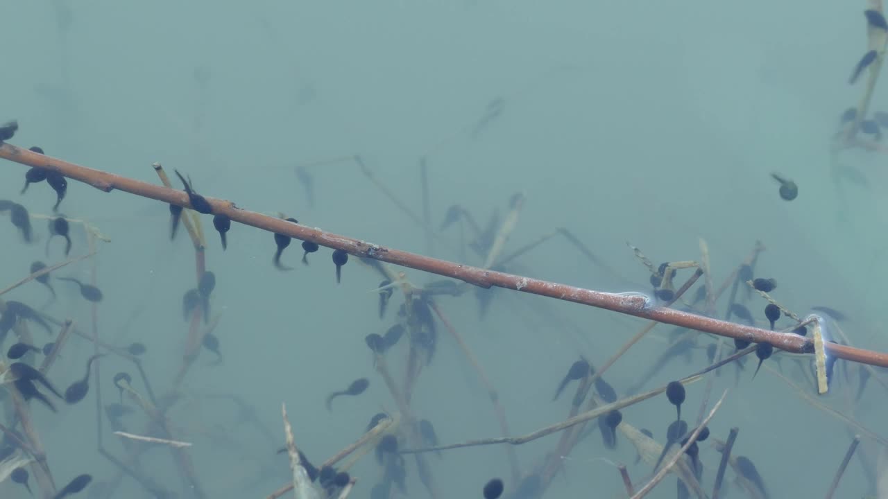 Stock Video A Herd Of Tadpoles In Blue Water Live Wallpaper For PC